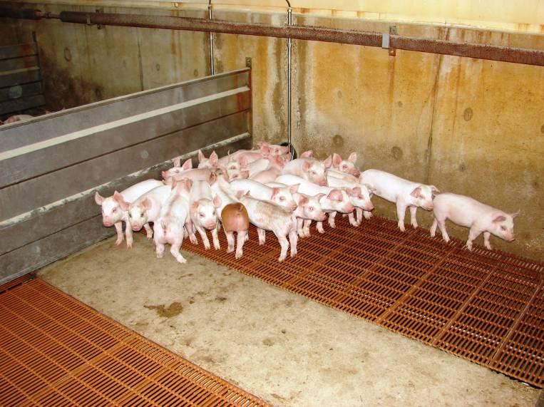 Современные системы отопления в свиноводстве